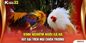 Kinh Nghiệm Nuôi Gà Đá Bất Bại Trên Mọi Chiến Trường