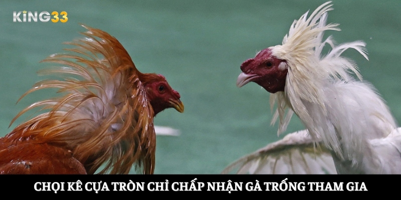 Chọi kê cựa tròn chỉ chấp nhận gà trống tham gia