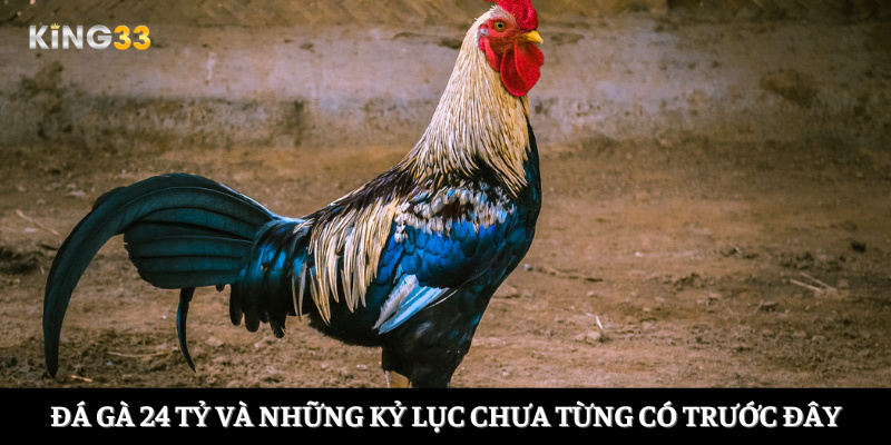 Đá gà 24 tỷ và những kỷ lục chưa từng có trước đây