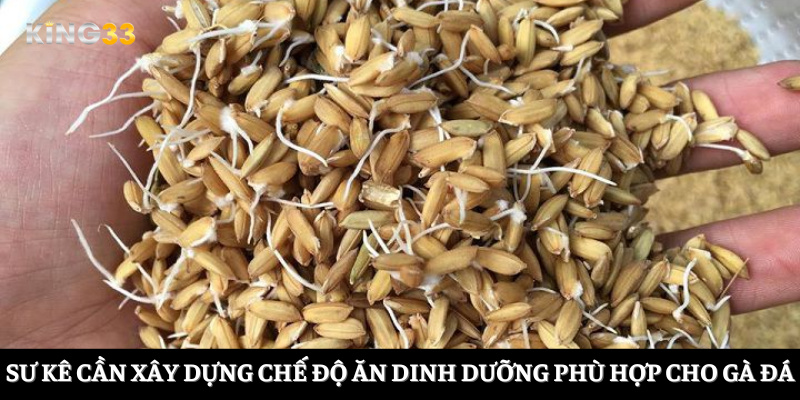 Sư kê cần xây dựng chế độ ăn dinh dưỡng phù hợp cho gà đá