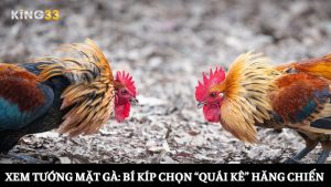 xem tướng mặt gà